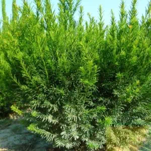 Grönlandi tiszafa Taxus media Groenland