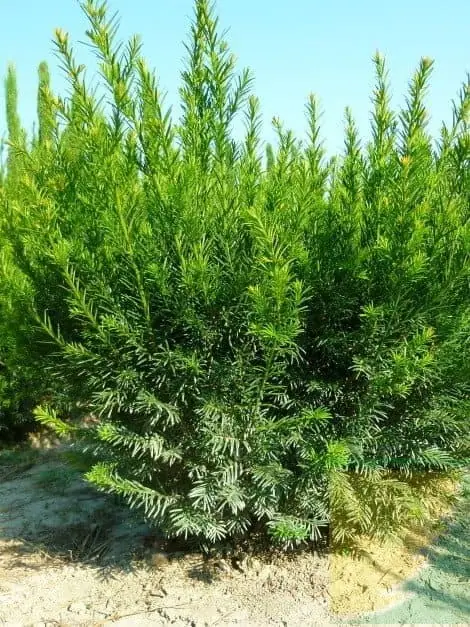 Grönlandi tiszafa Taxus media Groenland