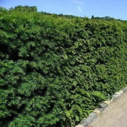 Grönlandi tiszafa Taxus media Groenland