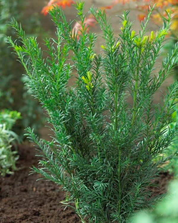 taxus-media-groenland-gronlandi-tiszafa-oszlopos-soveny-koronakert.hu