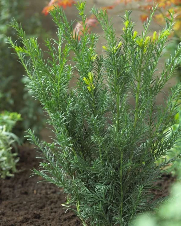 taxus-media-groenland-gronlandi-tiszafa-oszlopos-soveny-koronakert.hu