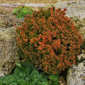 Törpe Gömb Japánciprus "Vilmoriniana" Szugifenyő 20cm "Cryptomeria japonica"