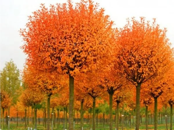 Gömb Csepleszmeggy Prunus fruticosa Globosa