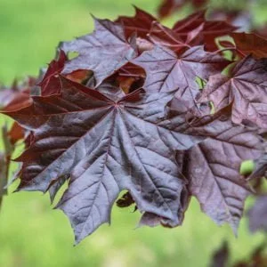 Vörös levelű korai juhar Royal Red