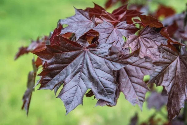 Vörös levelű korai juhar Royal Red