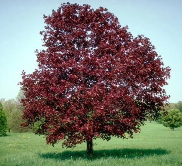 Vörös lvelű juhar Royal Red