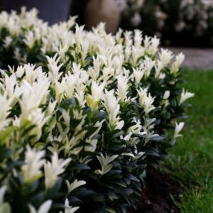 Japán Kecskerágó Paloma Blanca