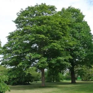 Hegyi-Juhar-acer-pseudoplatanus-díszfa-csemete-ár-