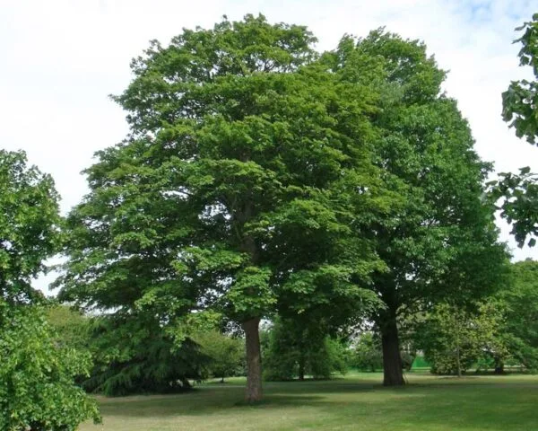 Hegyi-Juhar-acer-pseudoplatanus-díszfa-csemete-ár-