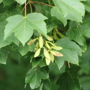 Hegyi-Juhar-acer-pseudoplatanus-díszfa-csemete-ár-