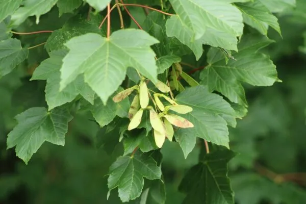 Hegyi-Juhar-acer-pseudoplatanus-díszfa-csemete-ár-