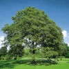 Hegyi-Juhar-acer-pseudoplatanus-díszfa-csemete-ár