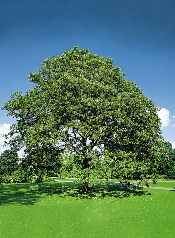 Hegyi-Juhar-acer-pseudoplatanus-díszfa-csemete-ár