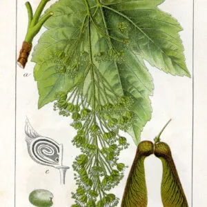 Hegyi-Juhar-acer-pseudoplatanus-díszfa-csemete-ár-