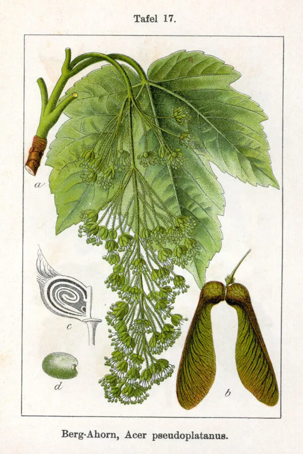 Hegyi-Juhar-acer-pseudoplatanus-díszfa-csemete-ár-