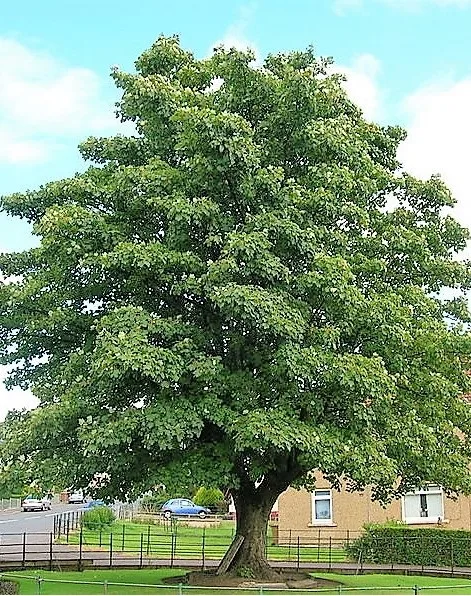 Hegyi-Juhar-acer-pseudoplatanus-díszfa-csemete-ár-