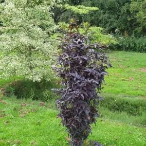 Oszlopos-bordo-leveleü-bodza-black-tower-sambucus-nigra-ár