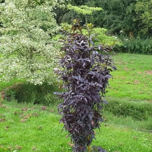 Oszlopos-bordo-leveleü-bodza-black-tower-sambucus-nigra-ár