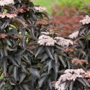 Oszlopos-bordo-leveleü-bodza-black-tower-sambucus-nigra-ár