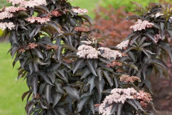 Oszlopos-bordo-leveleü-bodza-black-tower-sambucus-nigra-ár