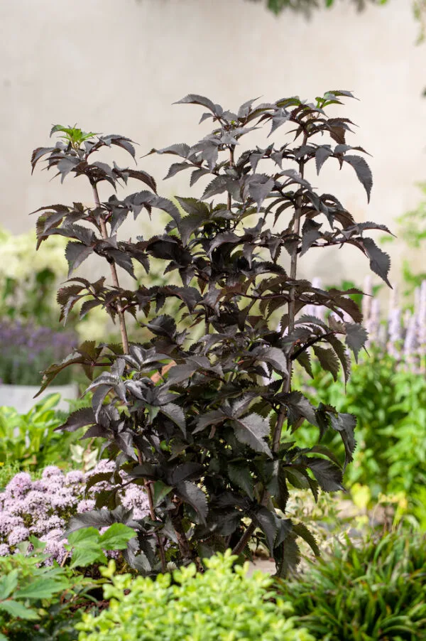 Oszlopos-bordo-leveleü-bodza-black-tower-sambucus-nigra-ár
