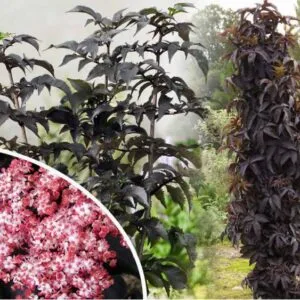 Oszlopos-bordo-leveleü-bodza-black-tower-sambucus-nigra-ár