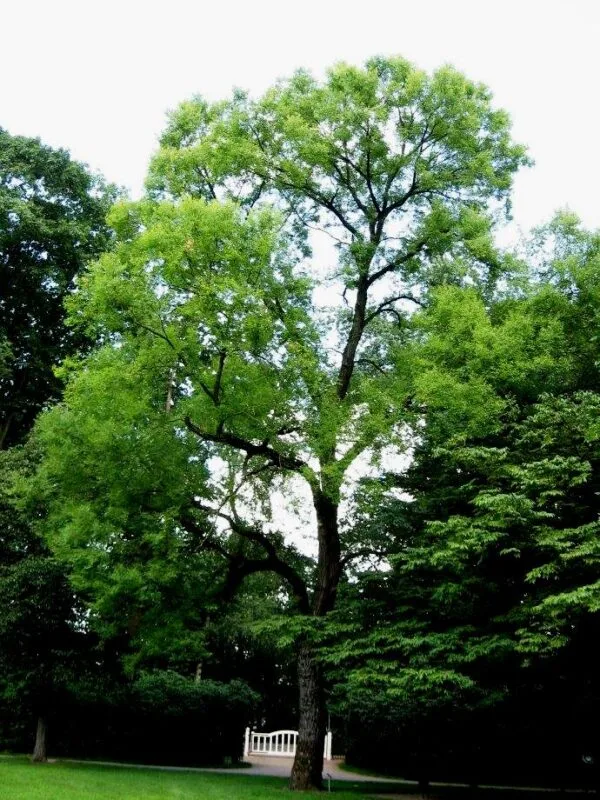 Szibériai-mezei-szil-ulmus-pumila-csemete-ár