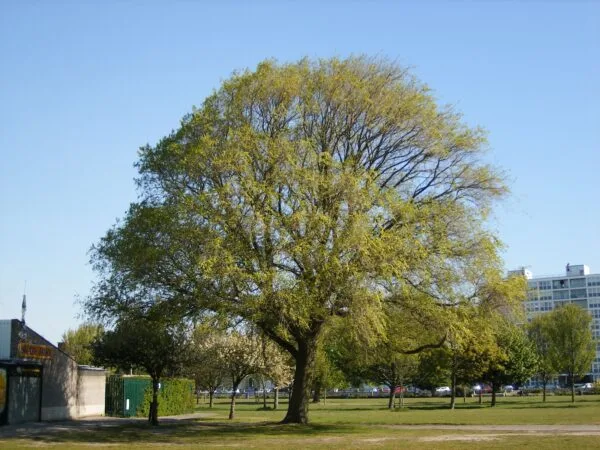 Szibériai-mezei-szil-ulmus-pumila-csemete-ár