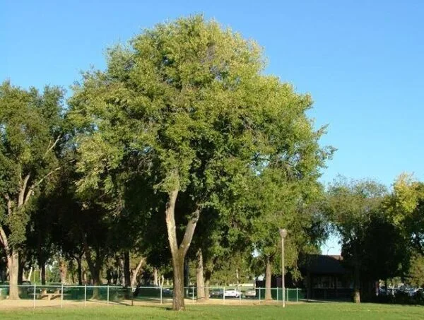 Szibériai-mezei-szil-ulmus-pumila-csemete-ár