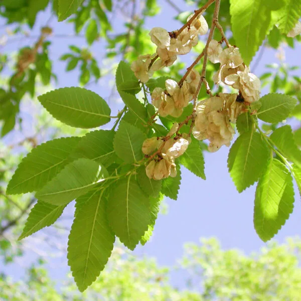Szibériai-mezei-szil-ulmus-pumila-csemete-ár