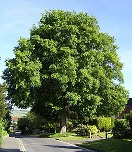 Szibériai-mezei-szil-ulmus-pumila-csemete-ár