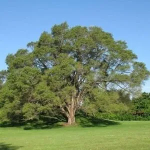 Szibériai-mezei-szil-ulmus-pumila-csemete-ár