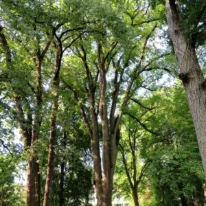 Szibériai-mezei-szil-ulmus-pumila-csemete-ár