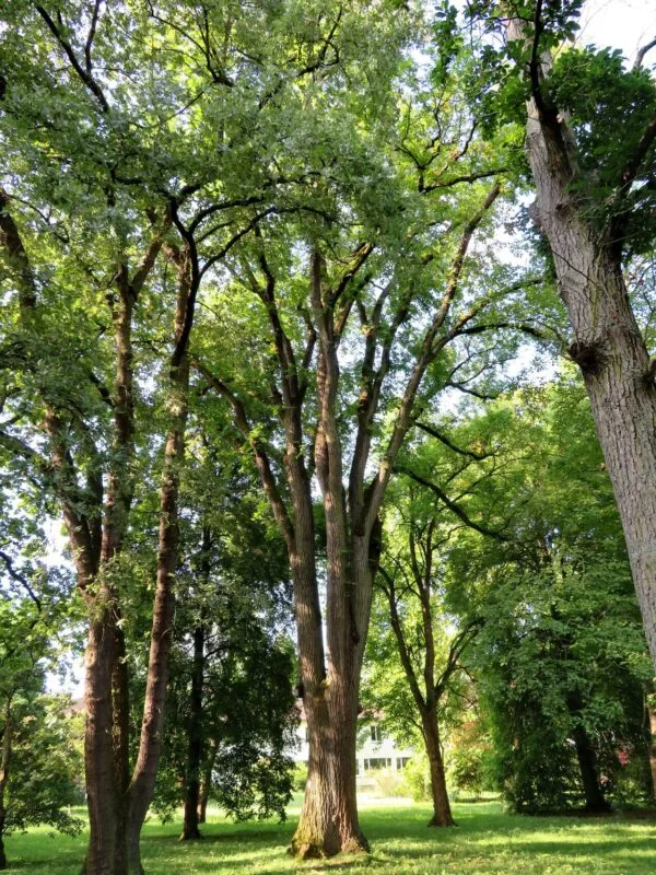 Szibériai-mezei-szil-ulmus-pumila-csemete-ár