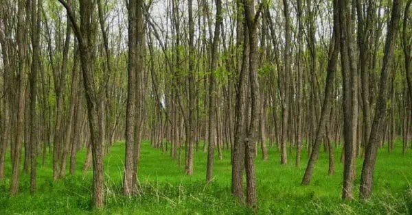 feher-akac-Robinia-pseudoacacia-csemete