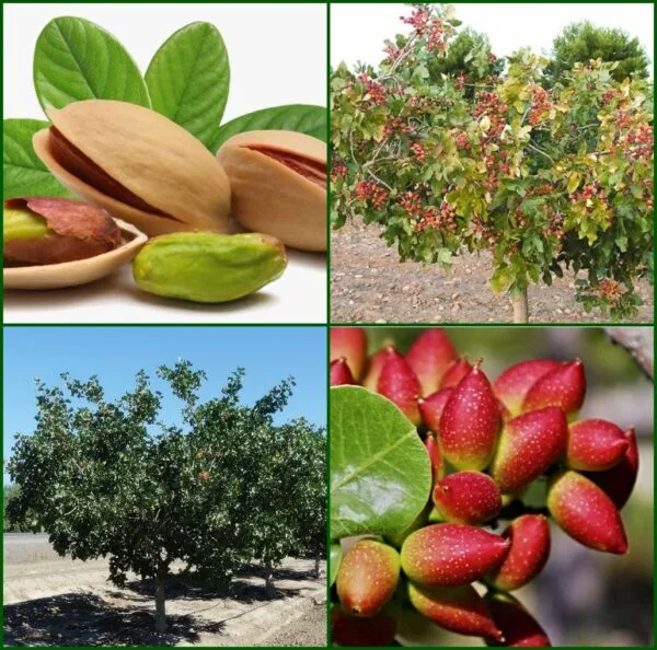 Pistacia Vera "Sirora" 120 cm (termő) ára