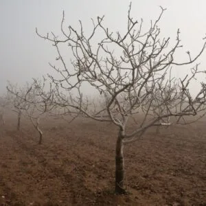 Pistacia Vera "Sirora" 120 cm (termő) ára