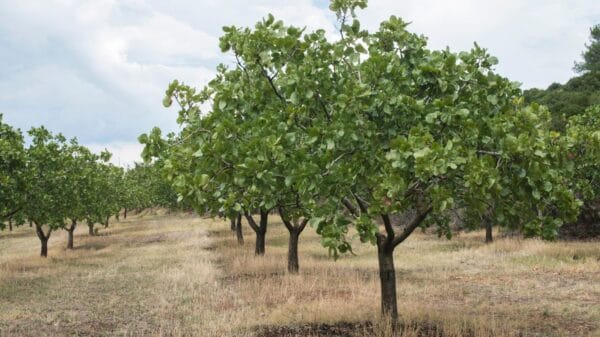 Pistacia Vera "Sirora" 120 cm (termő) ára