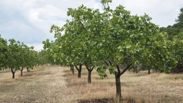 Pistacia Vera "Sirora" 120 cm (termő) ára