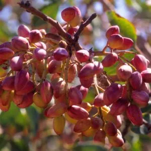 Pistacia Vera "Sirora" 120 cm (termő) ára