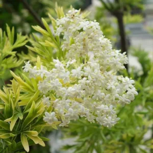 Arany szeldelt levelű bodza 30-40cm "Sambucus Nigra Golden Tower"