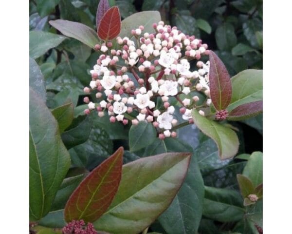 Viburnum tinus Purpureum