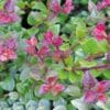 Bordó hajtású terülő mirtuszlonc "Lonicera nitida Red Tips"