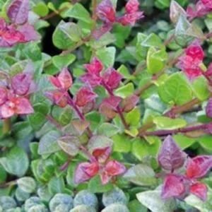 Bordó hajtású terülő mirtuszlonc "Lonicera nitida Red Tips"