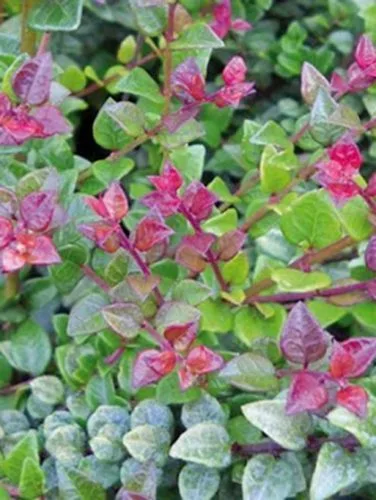 Bordó hajtású terülő mirtuszlonc "Lonicera nitida Red Tips"