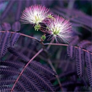 bordo-levelü-selyemakac-csemete-ara-Albizia-julibrissin-Summer-Chocolate-www.koronakert.hu