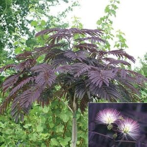 bordo-levelü-selyemakac-csemete-ara-Albizia-julibrissin-Summer-Chocolate-www.koronakert.hu