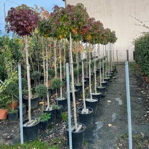 Fák sorban, különböző színekben. AMERIKAI_AMBRAFA_gomb-diszfa-GUMBALL_LIQUIDAMBAR_STYRACIFLUA_GUMBALL_csemete-ar-elado