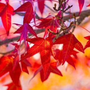 AMERIKAI_AMBRAFA_gomb-diszfa-GUMBALL_LIQUIDAMBAR_STYRACIFLUA_GUMBALL_csemete-ar-elado