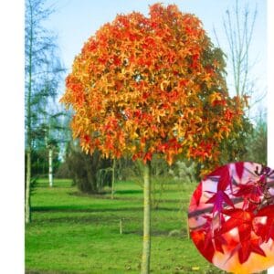 AMERIKAI_AMBRAFA_gomb-diszfa-GUMBALL_LIQUIDAMBAR_STYRACIFLUA_GUMBALL_csemete-ar-elado